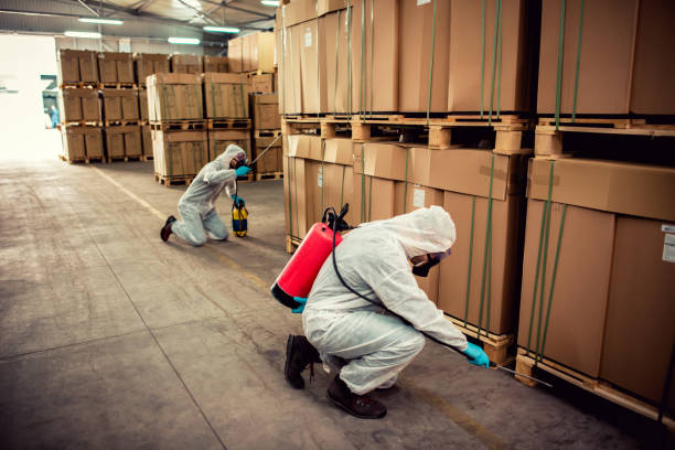 Best Flea Control Services  in Los Luceros, NM